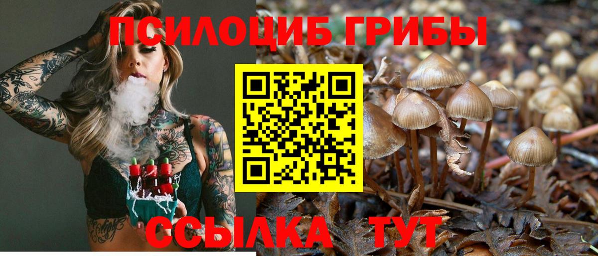 Псилоцибиновые грибы Cubensis Сорочинск